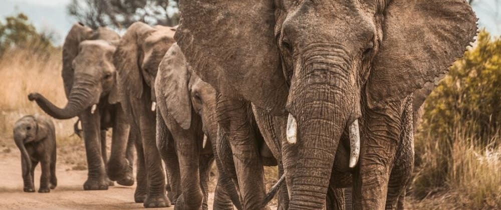 Have you moved from Twitter to Mastodon for social media?