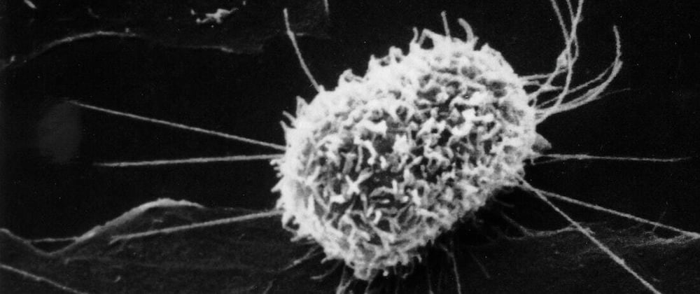 Build framework-agnostic components with Mitosis