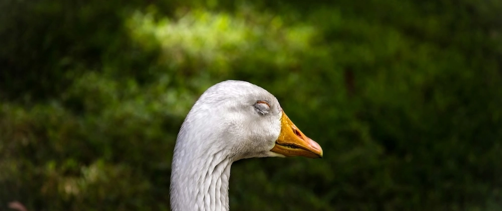 Advent of AI 2025 - Day 14: Agent Skills